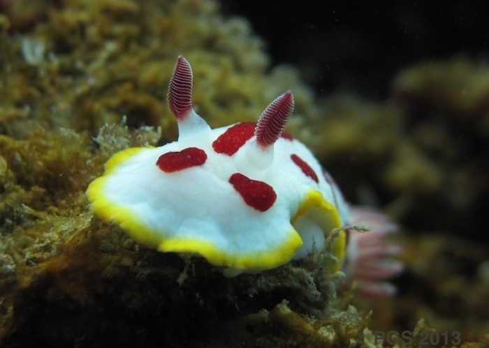 Chromodoris-nudibranch-PGS_0026-20131