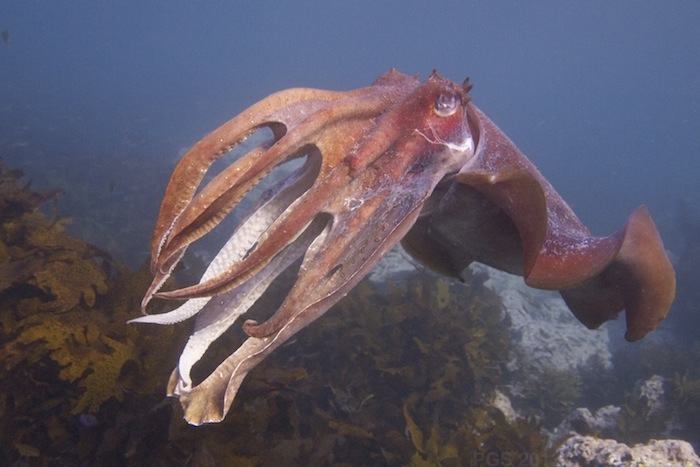 Giant-Cuttlefish-P7091865-PGS